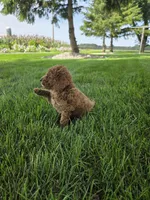 Oakley , a male Miniature Goldendoodle for sale in Grabill, IN – 3 of 9
