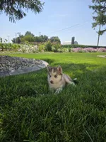 Cash, a male Siberian Husky for sale in Grabill, IN – 3 of 9