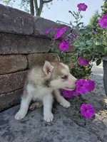 Cash, a male Siberian Husky for sale in Grabill, IN – 6 of 9