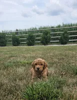 Buster, a male Miniature Goldendoodle for sale in Grabill, IN – 2 of 4