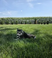 Haley , a female Siberian Husky for sale in Grabill, IN – 10 of 10