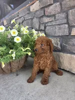 Rambo, a male Miniature Goldendoodle for sale in Grabill, IN – 8 of 8