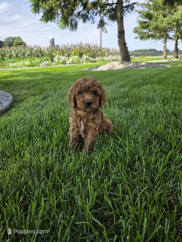 Ace – Miniature Goldendoodle puppy for sale in Grabill, IN