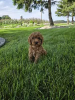 Ace, a male Miniature Goldendoodle for sale in Grabill, IN – 1 of 7