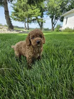 Oakley , a male Miniature Goldendoodle for sale in Grabill, IN – 2 of 9