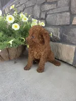 Rambo, a male Miniature Goldendoodle for sale in Grabill, IN – 3 of 8