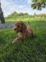 Ace, a male Miniature Goldendoodle for sale in Grabill, IN – 5 of 7