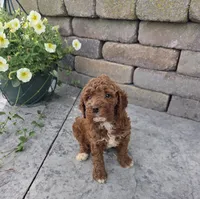 Teddy, a male Cavapoo for sale in Grabill, IN – 2 of 7