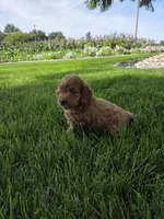 Daisy , a female Miniature Goldendoodle for sale in Grabill, IN – 6 of 7
