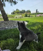 Heidi, a female Siberian Husky for sale in Grabill, IN – 4 of 8