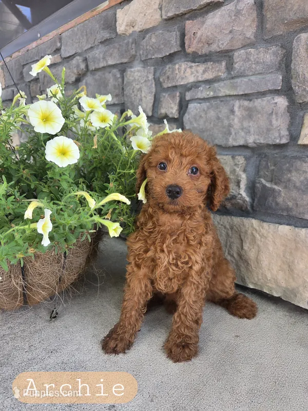 Archie  – Miniature Goldendoodle puppy for sale in Grabill, IN