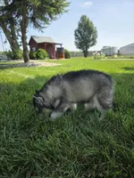 Haley , a female Siberian Husky for sale in Grabill, IN – 5 of 10