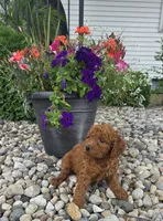 Archie , a male Miniature Goldendoodle for sale in Grabill, IN – 2 of 6
