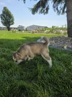 Cash, a male Siberian Husky for sale in Grabill, IN – 5 of 9