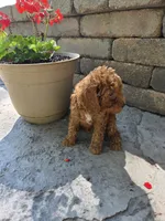 Ace, a male Miniature Goldendoodle for sale in Grabill, IN – 6 of 7
