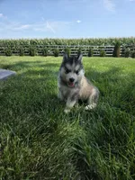 Haley , a female Siberian Husky for sale in Grabill, IN – 9 of 10