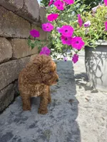 Oakley , a male Miniature Goldendoodle for sale in Grabill, IN – 4 of 9