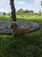 Ace, a male Miniature Goldendoodle for sale in Grabill, IN – 4 of 7