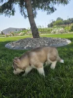 Cash, a male Siberian Husky for sale in Grabill, IN – 8 of 9
