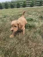 Bruno, a male Miniature Goldendoodle for sale in Grabill, IN – 3 of 6