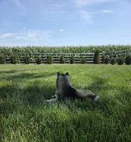 Haley , a female Siberian Husky for sale in Grabill, IN – 8 of 10