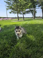 Haley , a female Siberian Husky for sale in Grabill, IN – 4 of 10