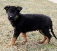 None, a male German Shepherd Dog and Bohemian Shepherd for sale in New Caney, TX – 2 of 3