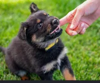 None, a male German Shepherd Dog and Bohemian Shepherd for sale in New Caney, TX – 3 of 3