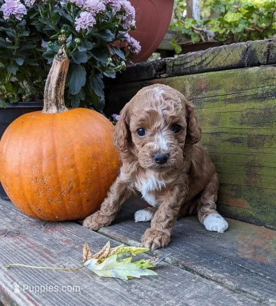 Tootsie – Cockapoo, Poodle - Miniature  puppy for sale in Salem, MO