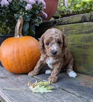 Tootsie, a female Cockapoo and Poodle - Miniature  for sale in Salem, MO – 1 of 8