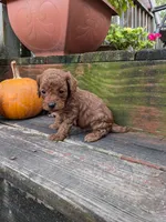Rusty, a male Cockapoo and Poodle - Miniature  for sale in Salem, MO – 7 of 8