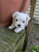 Nottingham, a male Maltese for sale in Salem, MO – 6 of 7