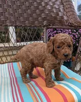 Rover, a male Cockapoo and Poodle - Miniature  for sale in Salem, MO – 5 of 7