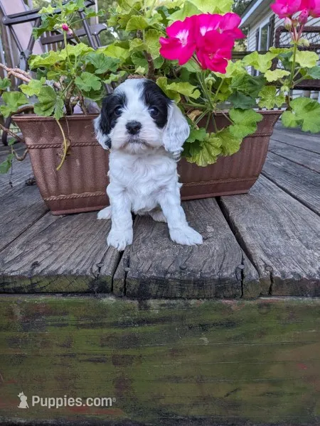 Panda – Cockapoo, Poodle - Miniature  puppy for sale in Salem, MO