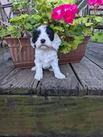 Panda, a female Cockapoo and Poodle - Miniature  for sale in Salem, MO – 1 of 8