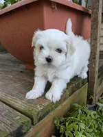 Alexandrina, a female Maltese for sale in Salem, MO – 3 of 6