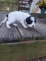 Panda, a female Cockapoo and Poodle - Miniature  for sale in Salem, MO – 2 of 8