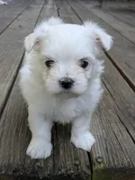 Nottingham, a male Maltese for sale in Salem, MO – 5 of 7