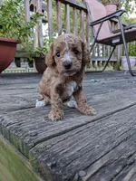 Tootsie, a female Cockapoo and Poodle - Miniature  for sale in Salem, MO – 4 of 8