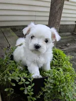 Nottingham, a male Maltese for sale in Salem, MO – 3 of 7