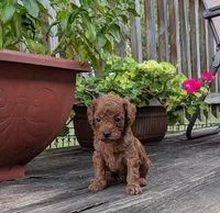 Rusty, a male Cockapoo and Poodle - Miniature  for sale in Salem, MO – 2 of 8