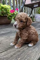Teddy Bear, a male Cockapoo and Poodle - Miniature  for sale in Salem, MO – 3 of 8