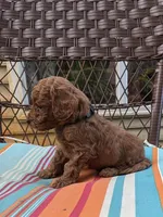 Rover, a male Cockapoo and Poodle - Miniature  for sale in Salem, MO – 3 of 7