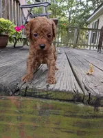 Rusty, a male Cockapoo and Poodle - Miniature  for sale in Salem, MO – 5 of 8