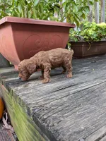 Rusty, a male Cockapoo and Poodle - Miniature  for sale in Salem, MO – 4 of 8