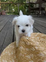 Alexandrina, a female Maltese for sale in Salem, MO – 6 of 6