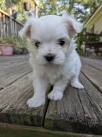 Nottingham, a male Maltese for sale in Salem, MO – 2 of 7