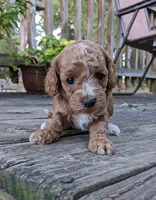 Tootsie, a female Cockapoo and Poodle - Miniature  for sale in Salem, MO – 5 of 8