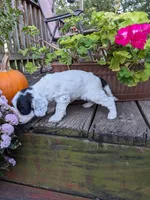 Panda, a female Cockapoo and Poodle - Miniature  for sale in Salem, MO – 4 of 8