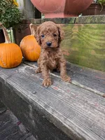 Rusty, a male Cockapoo and Poodle - Miniature  for sale in Salem, MO – 3 of 8